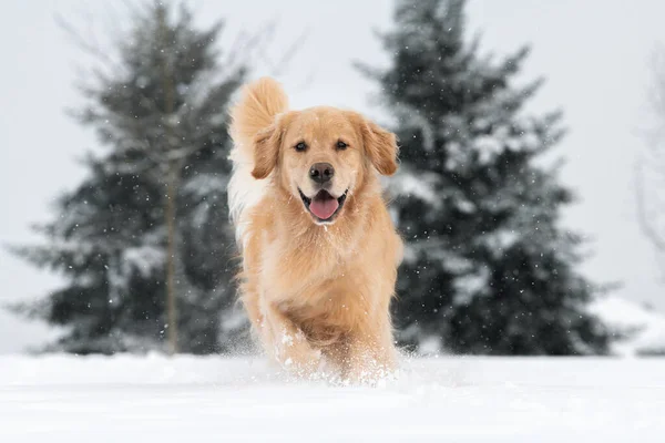 Cão Corre Direção Câmera Neve Fresca Com Dois Abetos Fundo — Fotografia de Stock