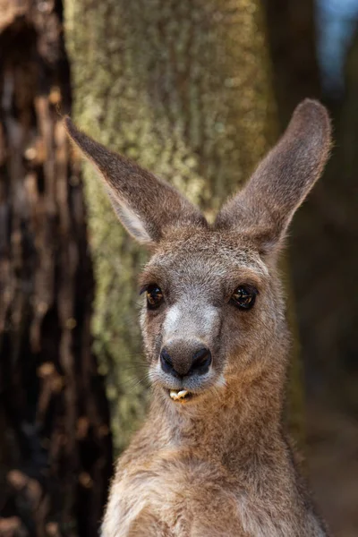 オーストラリアで悪い歯を持つカンガルーの肖像画 — ストック写真