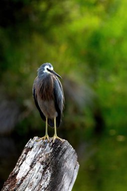 Beyaz yüzlü balıkçıl, nehrin üzerindeki ölü bir ağacın tepesinde duruyor..