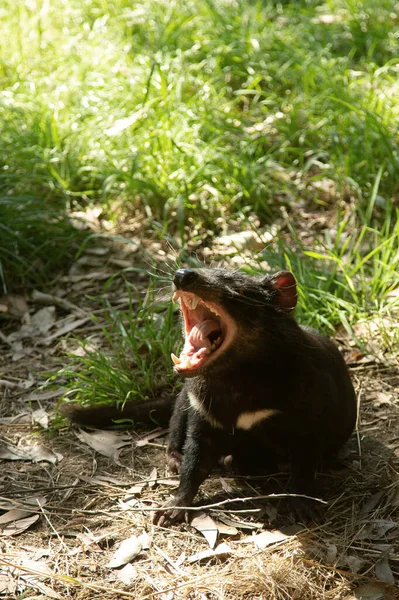 Tasmańskie Diabelskie Usta Otwarte Pokazujące Zęby — Zdjęcie stockowe