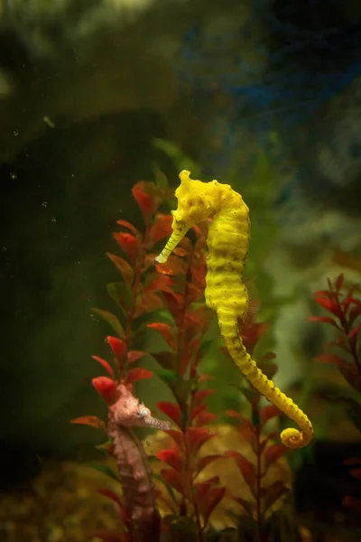 Yellow Seahorse Pink Seahorse Red Aquatic Plant Water — Stock Photo, Image