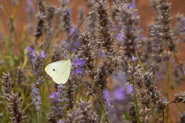 Kool Witte Vlinder Een Bloem Een Lavendel Veld — Stockfoto
