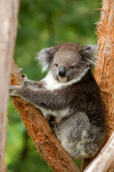 Wakker Worden Koala Staande Een Boom — Stockfoto