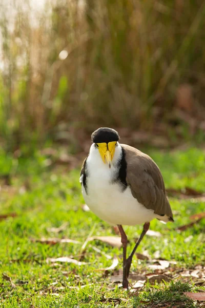 Enmascarado Lapwing Pájaro Común Nativo Australia Caminando Largo Del Río — Foto de Stock