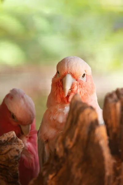 Красивая Птица Какаду Розовой Грудью Является Одним Самых Распространенных Какаду — стоковое фото