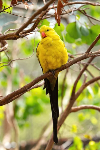 Krásný Regent Papoušek Žlutým Olivovým Peřím Červeným Zobákem Tento Pták — Stock fotografie