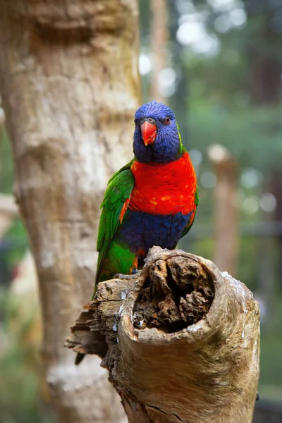 Rainbow Lorikeet Perched Tree Branches Forest — Stock Photo, Image