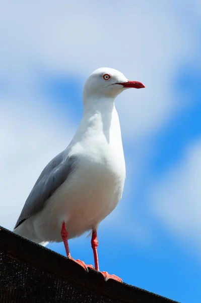 Proud Seagull Standing Edge Rooftop Blue Sly Background — Stock Photo, Image