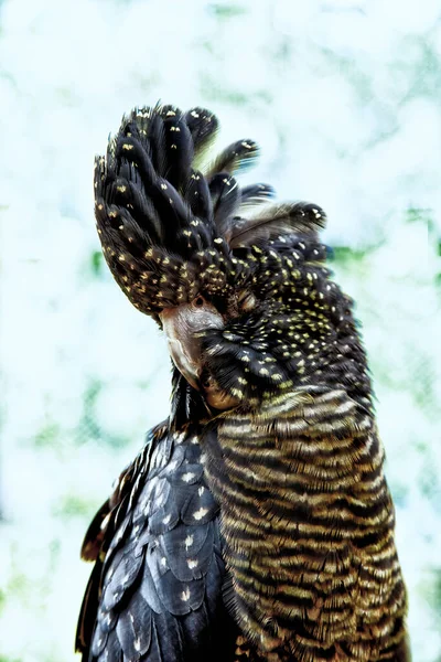 Červený Ocas Černý Kakadu Zavřenýma Očima — Stock fotografie