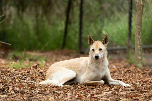 Pale Fur Dingo Лежить Землі Австралії — стокове фото