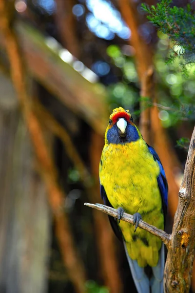 Yeşil Rosella Platycercus Caledonicus Avustralyalı Bir Papağandır — Stok fotoğraf