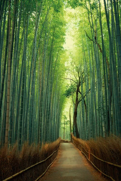 Percorso Una Foresta Bambù Verde Giappone — Foto Stock