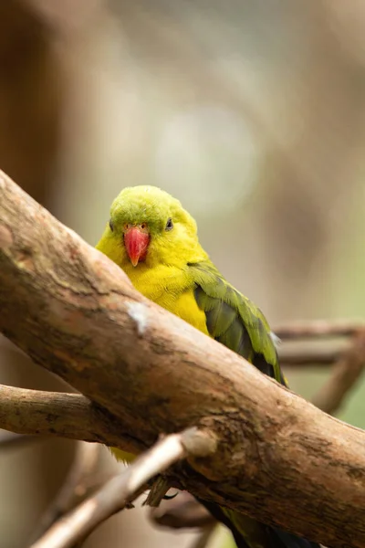 Sarı Zeytin Tüyü Kırmızı Gagasıyla Güzel Kral Naibi Papağanı Kuş — Stok fotoğraf