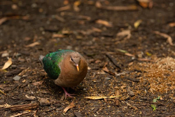 Brown Capped Emerald Dove Looking Food — Stock Photo, Image