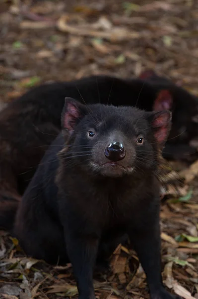 Tasmanischer Teufel Ist Das Größte Fleischfressende Beuteltier Der Welt Und — Stockfoto