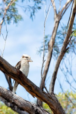 Gülen kralbalıkçıların güzel Kookabura kuşu mavi gökyüzündeki bir ağaç dalına tünedi.