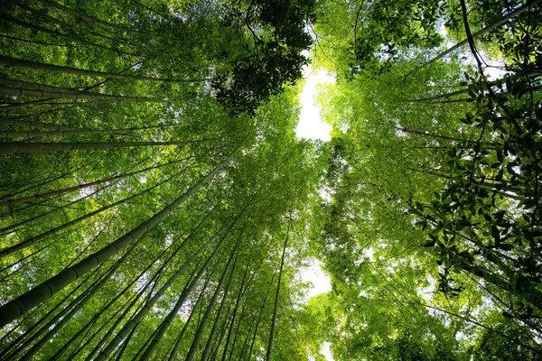 Bosque Bambú Con Fondo Verde Natural Japón — Foto de Stock