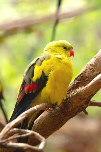 Όμορφος Παπαγάλος Κίτρινο Και Φτερό Ελιάς Και Κόκκινο Ράμφος Του — Φωτογραφία Αρχείου