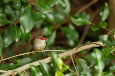 Kırmızı kaşlı Finch, kırmızı maskesiyle ormanda bir dalda oturuyor.
