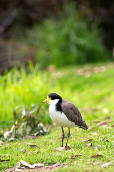 Maskované Lapwing Obyčejný Pták Původem Austrálie Procházky Podél Řeky — Stock fotografie