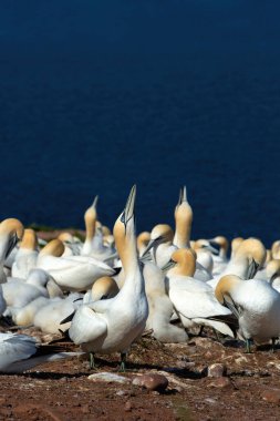 Bonaventure adası Perce, Gaspesie, Amerika Birleşik Devletleri yakınındaki kuzey Gannets. Bonaventure adası Kuzey gannets Kuzey Amerika'nın en büyük kolonilerin ana sayfa.