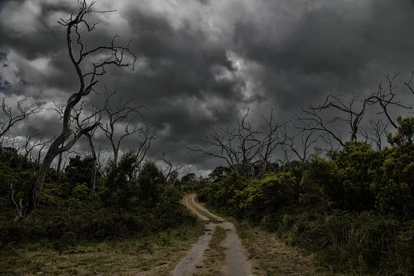 Grindweg Omgeven Door Dode Eucalyptusbomen Het Great Otway National Park — Stockfoto