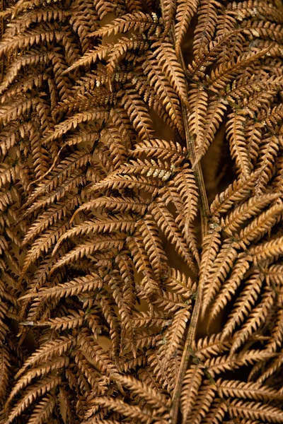Close Dry Brown Fern Background — Stock Photo, Image