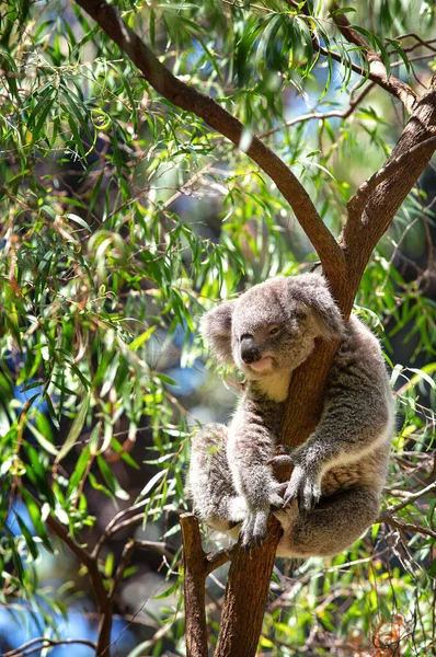 오스트레일리아 토착종으로 유칼립투스 나무에서 동물인 유대류의 코알라 — 스톡 사진