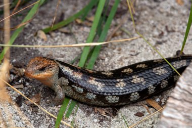 Avustralya 'da mavi dilli bir kertenkele portresi