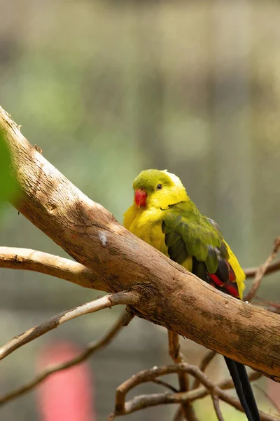 Прекрасный Регентский Попугай Желтым Оливковым Пером Красным Клювом Птица Найдена — стоковое фото