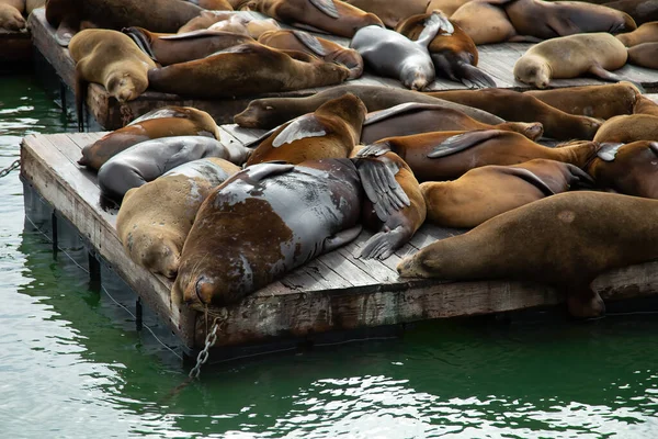 Sea Lion Enfría Muelle Bahía San Francisco Estados Unidos — Foto de Stock