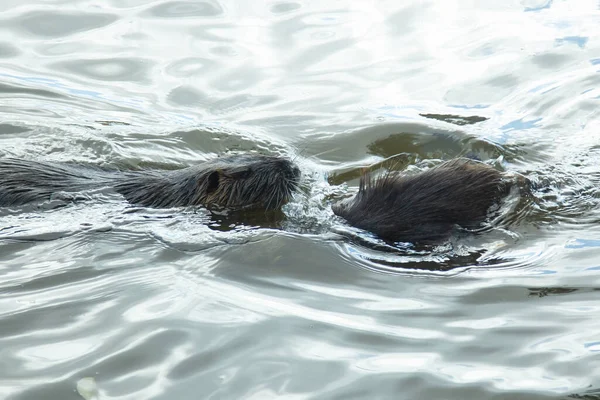 Közelkép Két Pézsmapatkány Játszik Vízben — Stock Fotó