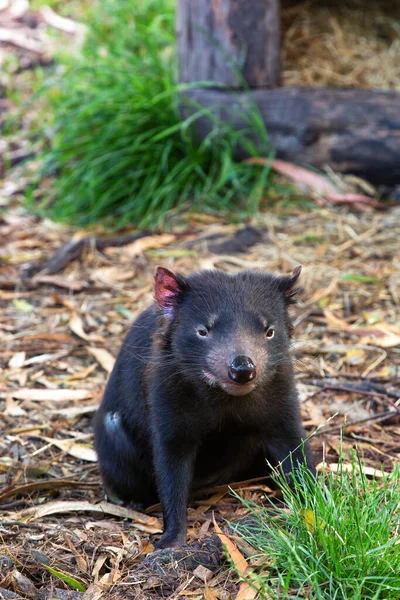 Tasmaanse Duivel Werelds Grootste Vleesetende Buideldier Alleen Vinden Tasmanië Australië — Stockfoto