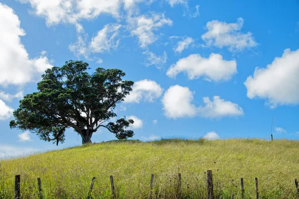Ensamt Träd Toppen Äng Blå Himmel Med Svullna Moln — Stockfoto