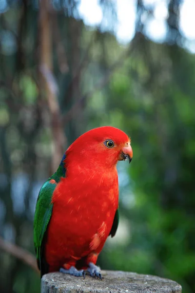 Mężczyzna Australijski Król Papugi Tylko Australijskie Papugi Całkowicie Czerwony Głowa — Zdjęcie stockowe