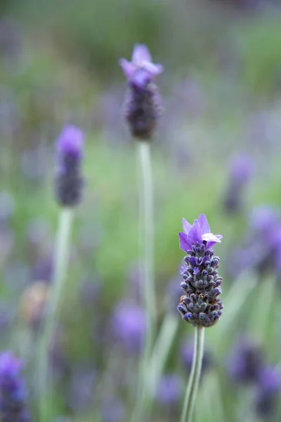 新鲜的紫色薰衣草随时可在田里采摘 — 图库照片