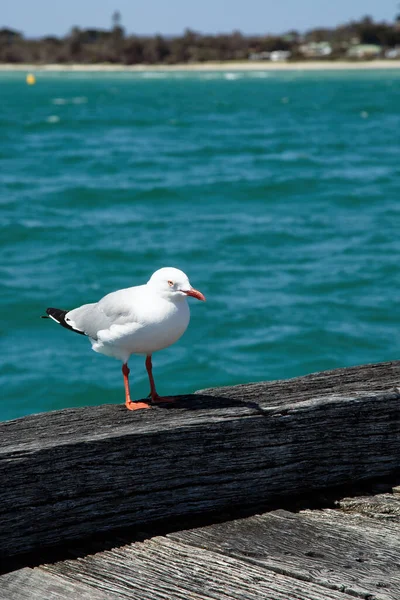 White Feathered Seagull Orange Beak Standing Beam Close Ocean Australia — Stock Photo, Image