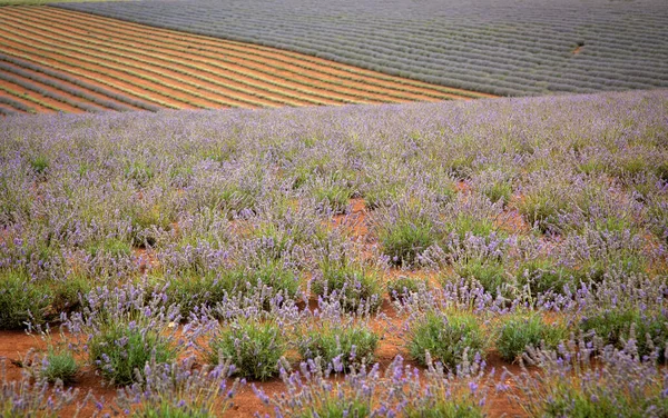 Geometric lavender field with line and purple flowers