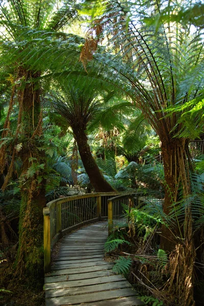 澳大利亚夏季的热带雨林棕榈树 有一条木制小径 — 图库照片