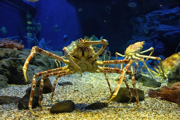 Crabe Araignée Japonais Regardant Les Poissons Vit Dans Les Eaux — Photo