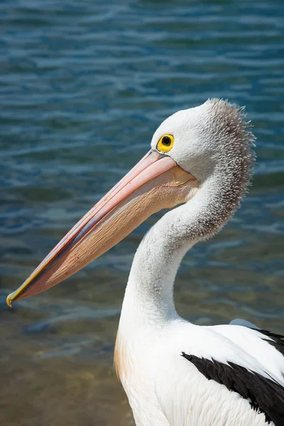 stock image Close up of a head of a pelican with water in background