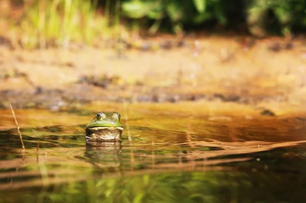 Zielona Żaba Pokazuje Twarz Wody — Zdjęcie stockowe