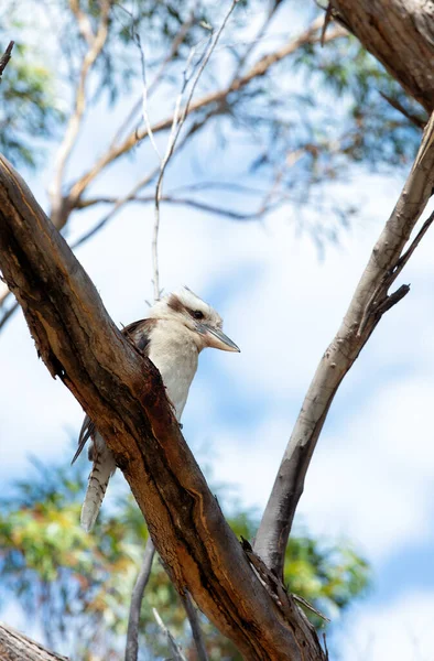 Gülen Kralbalıkçıların Güzel Kookabura Kuşu Mavi Gökyüzündeki Bir Ağaç Dalına — Stok fotoğraf