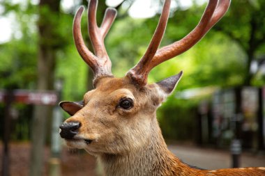 Japonya 'daki Nara parkında boynuzlu bir erkek geyiğe yaklaş.