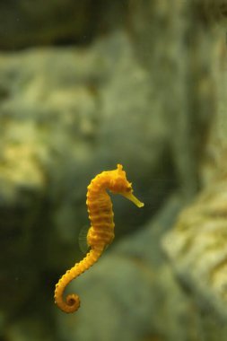 Suyun içinde kırmızı su bitkisi olan sarı bir deniz atı ve pembe bir deniz atı..