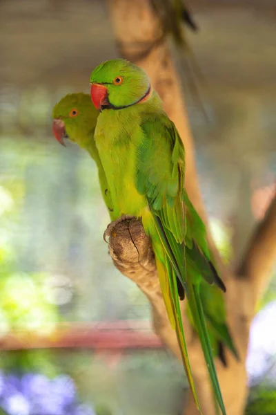 Индийский Кольчатый Попугай Зеленый Попугай Красным Клювом Зелеными Перьями — стоковое фото