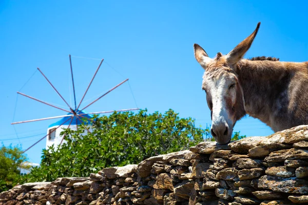 希腊Sifnos市 一只带着蓝天风车的驴子看着摄像机 — 图库照片