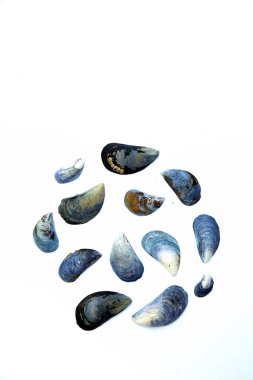 Beyaz zemin üzerinde mavi midye ya da farklı renk ve dokulardan oluşan mytilus edulis koleksiyonu