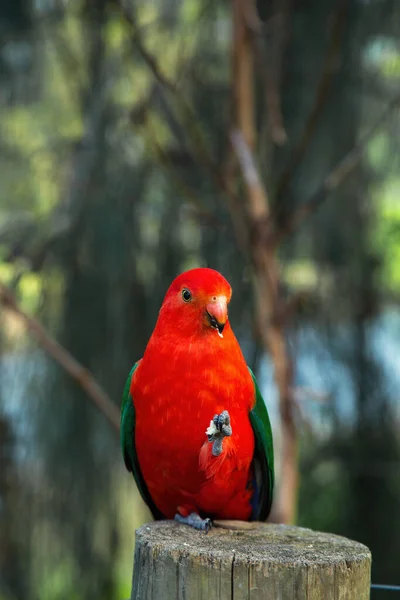 Manliga Australiska Kung Papegojor Enda Australiska Papegojor Med Helt Röd — Stockfoto