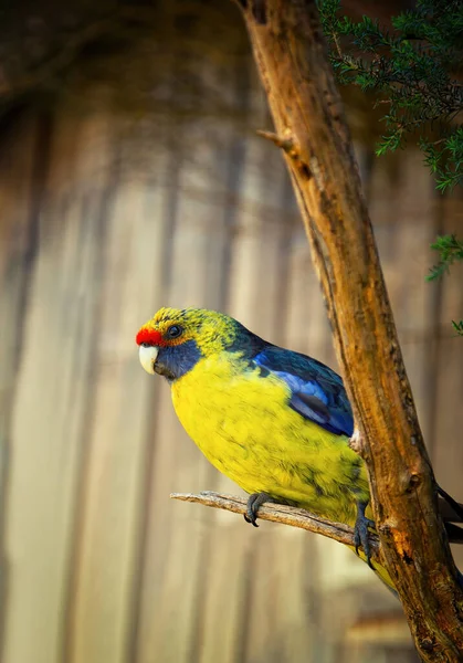 Зеленая Роселла Platycercus Caledonicus Является Желтый Попугай Голубыми Крыльями Австралии — стоковое фото